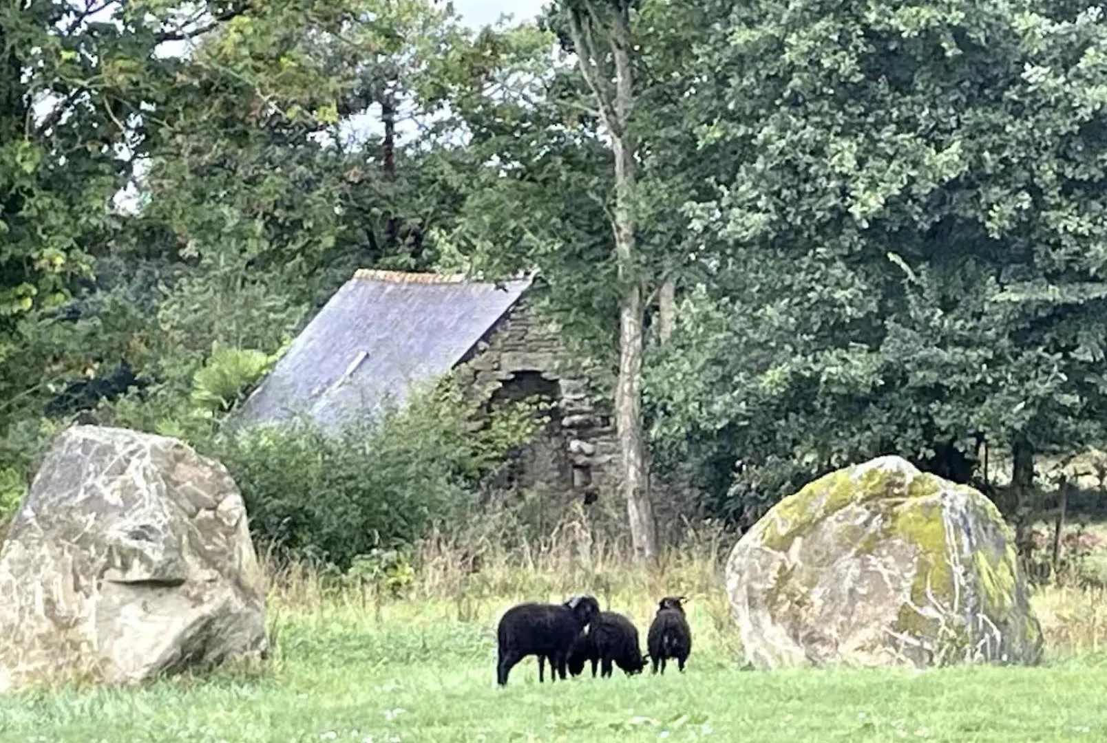 Menhirs Et Moutons Ouessant Apartman Plouec-du-Trieux