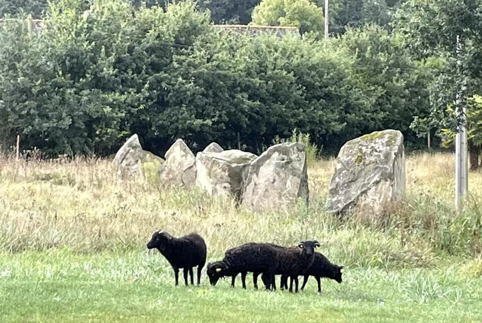Menhirs Et Moutons Ouessant Apartman Plouec-du-Trieux